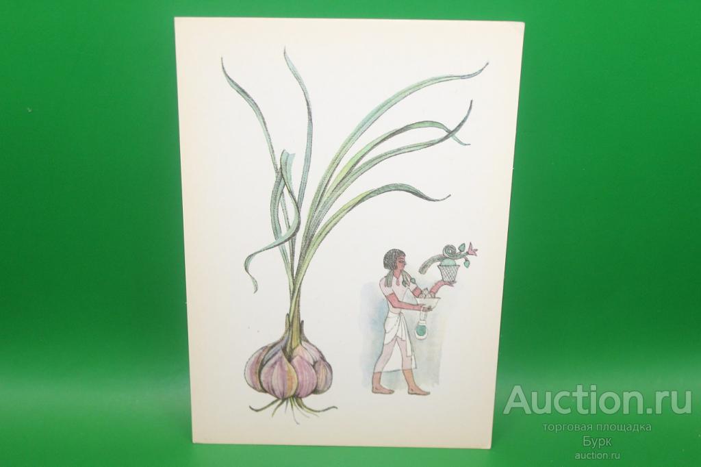 открытка СССР Барботченко 1983 Чеснок