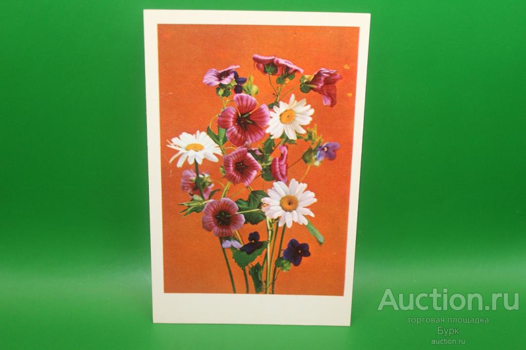 открытка СССР Костенко 1976 г. Поздравляю! цветы ромашки чистая