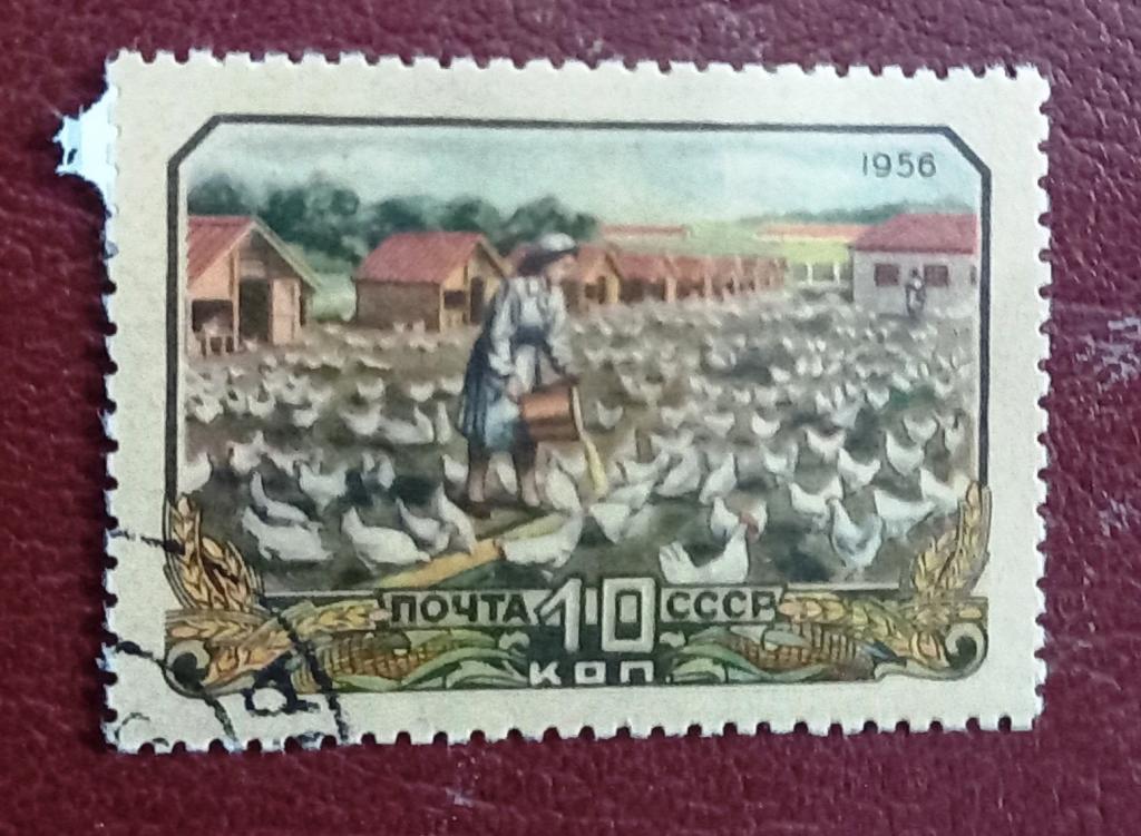 СССР 1956 год Сельское хозяйство Птицеферма  Гаш $