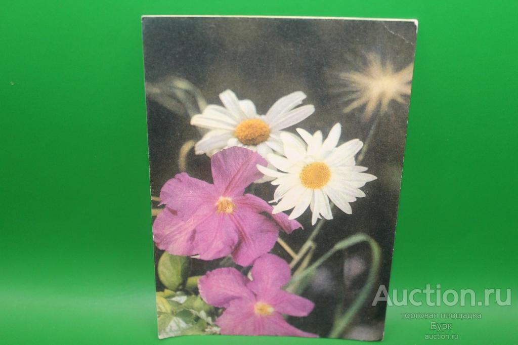 открытка СССР Жаров Левянта 1970 г. Ломонос и ромашка цветы чистая