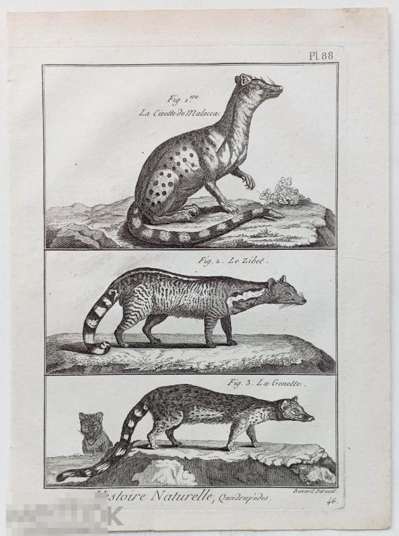Животные 18 век Циветы Генета Гравюра Зоология Естествознание