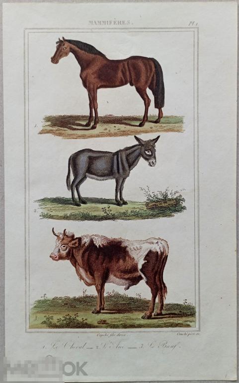 Гравюра 19 век Животные Дизайн Интерьер Природа 1826 Бюффон Лошадь Осёл Бык