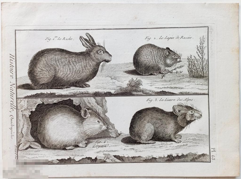 Животные 18 век Кролики Зайцы Гравюра Зоология Естествознание
