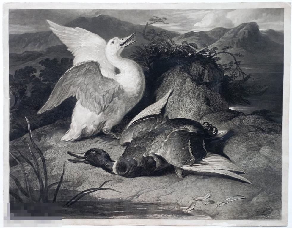 Утки Охота Большая Гравюра 19 век Меццотинто Черная Манера Птицы