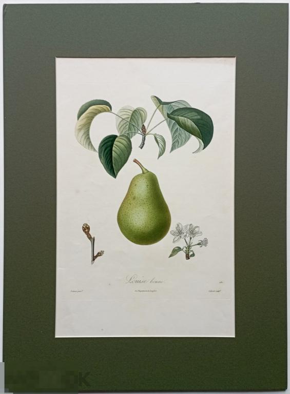 Груша Фрукты Цветы Ботаника Большая Гравюра 19 век