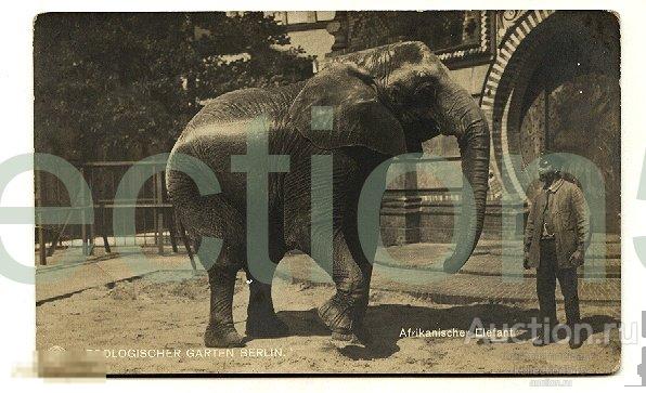 Берлин.Зоопарк.Африканский слон(открытка нач.20 в.