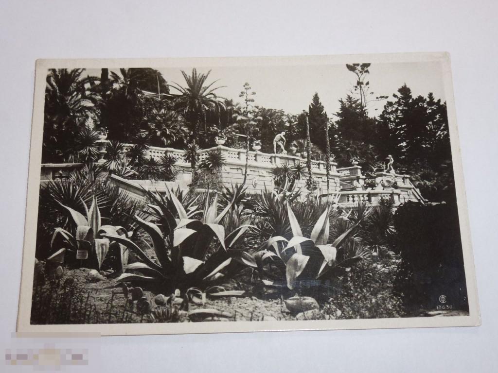 СОЧИ ДЕНДРАРИЙ НА ПЕРЕДНЕМ ПЛАНЕ АГАВЫ ФОТО СЫСОЕВА СОЮЗФОТО 1935 Г. :::