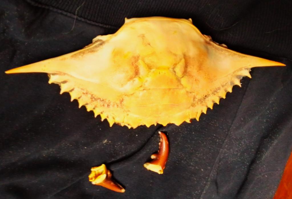 Океанические трофеи-одним лотом