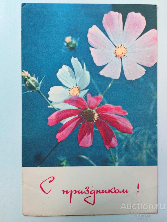 Открытка СССР чистая 1967 года Цветы С праздником Хоменко