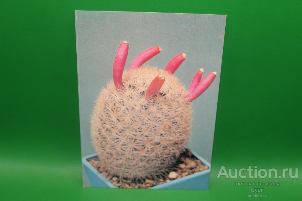 открытка кактусы Маммиллярия магаллани 1990