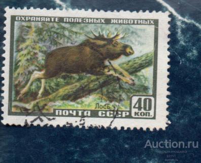 СССР 1957 ФАУНА  ЛОСЬ ГАШЁН