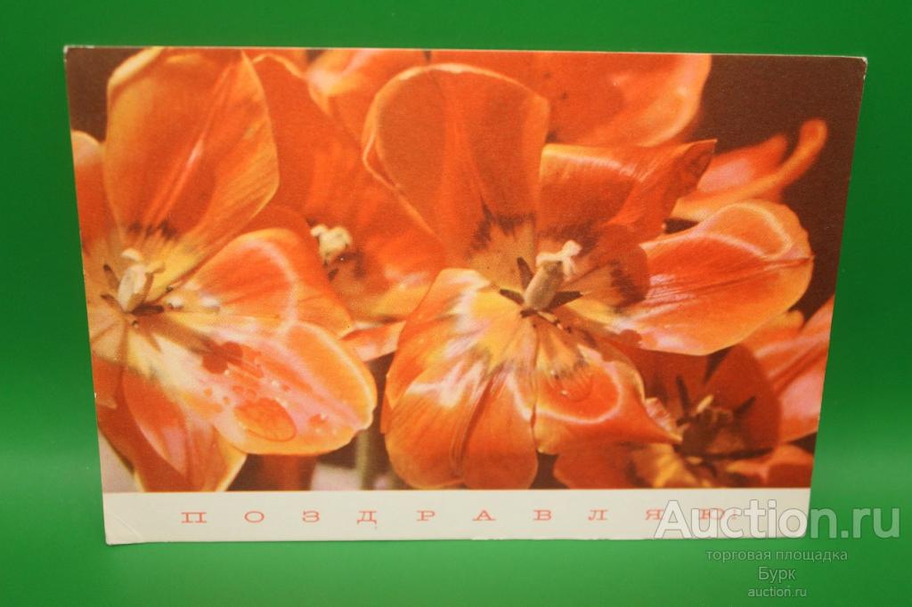 открытка Матанов 1969 Поздравляю! цветы чистая