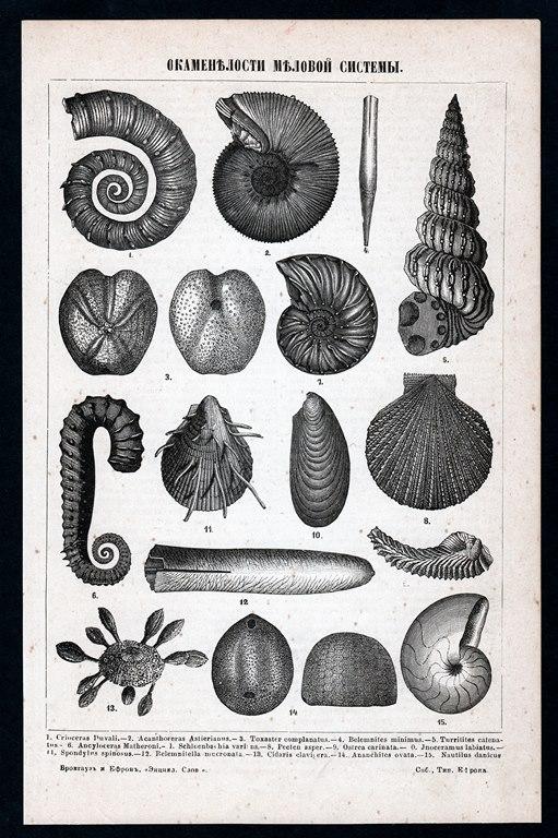 литография гравюра Окаменелости меловой системы Геология издание СПБ 1897 г...ориг...сост
