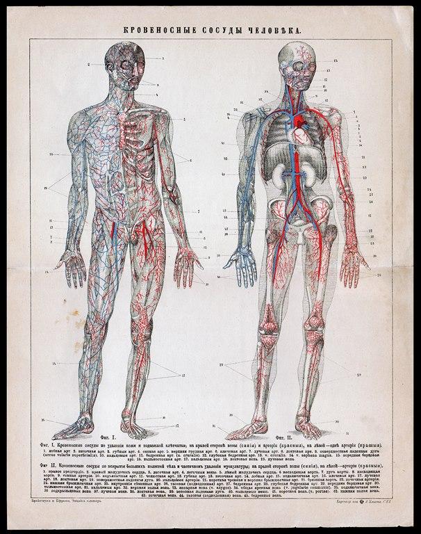 Хромолитография гравюра Кровеносные сосуды человека Медицина СПБ 1895 г...ориг...сост