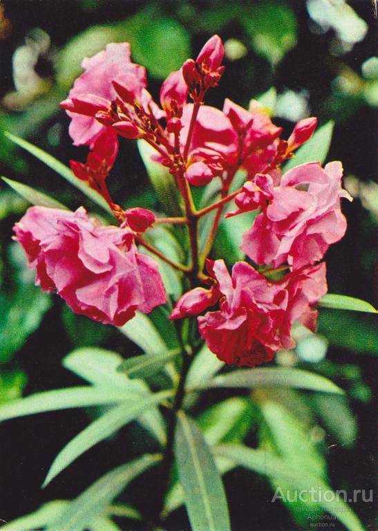 Лекарственные растения Олеандр обыкновенный "Планета" Москва,1977 (Выпуск II)