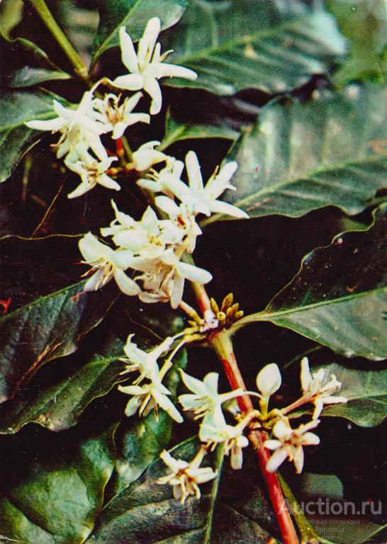 Лекарственные растения Кофе аравийский "Планета" Москва,1977 (Выпуск II)