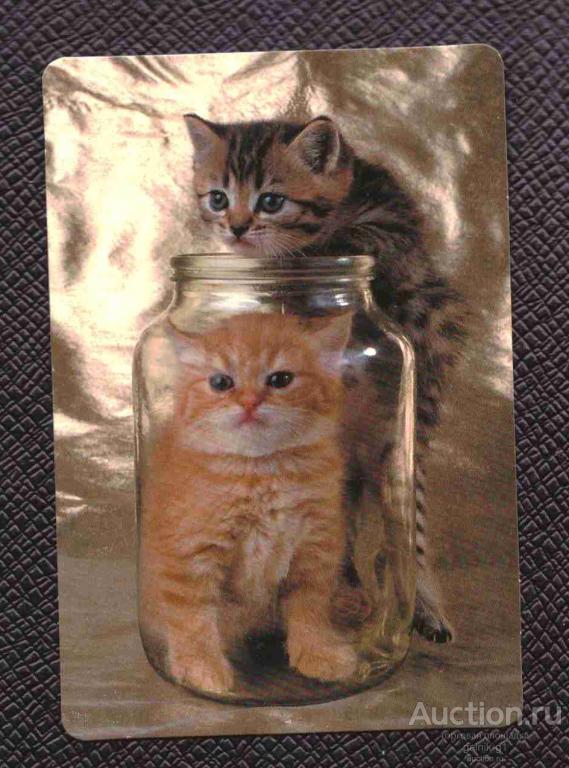 календарик  2004  год    кошка    №   8094