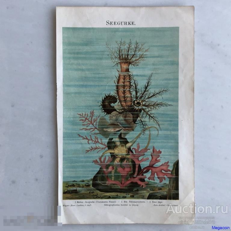 Цветная литография 19 века Seegurke, Лазающий морской огурец, Змеиная звезда (пА4-1051)