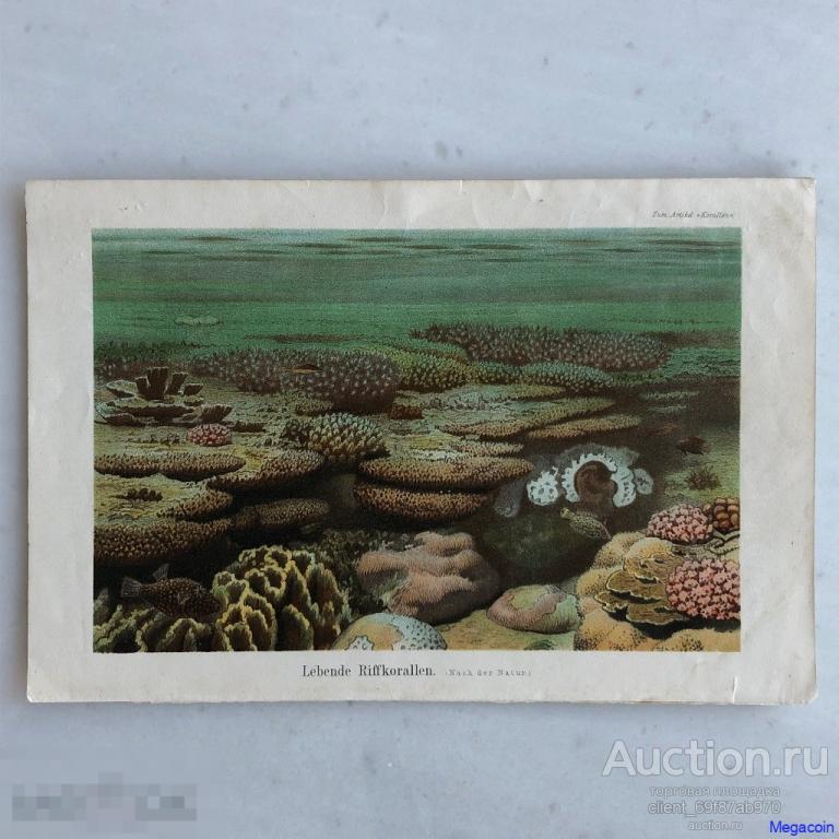 Цветная литография 19 века Кораллы с живыми рифами, с натуры (пА4-1052)