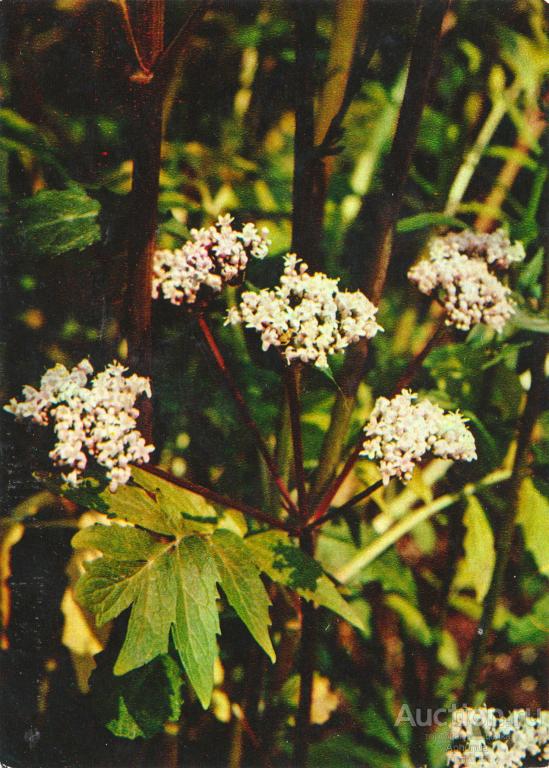 Лекарственные растения Валериана лекарственная "Планета" Москва,1977 (Выпуск II)