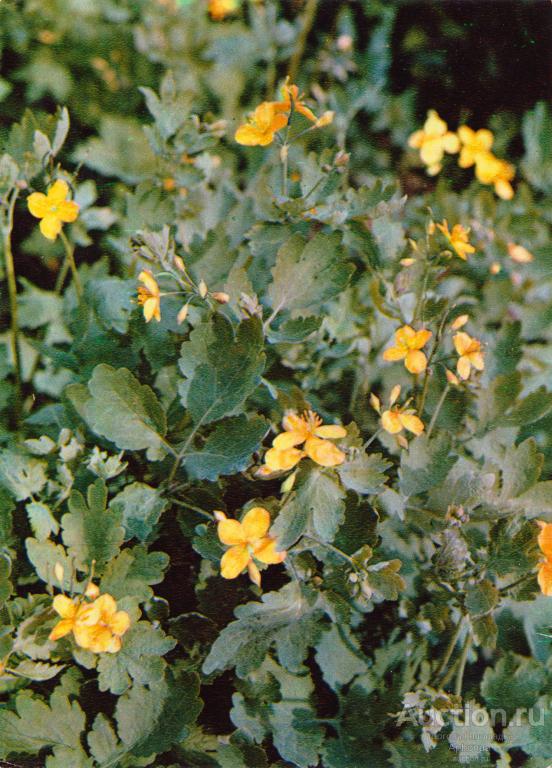 Лекарственные растения Чистотел большой "Планета" Москва,1977 (Выпуск II)