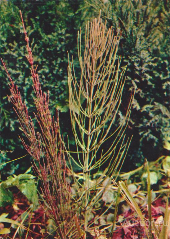 Лекарственные растения Хвощ полевой "Планета" Москва,1977 (Выпуск II)