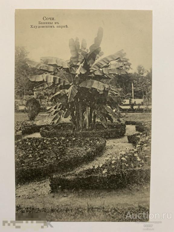 Сочи. Бананы в Хлудовском парке. Изд.  Кореневича, 29