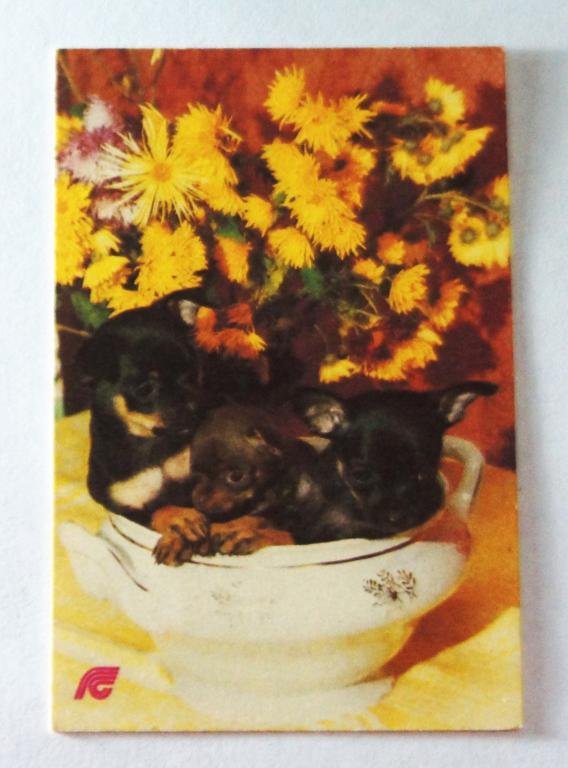 Календарь. Страхование. Щенки. 1991 г. (к-44)