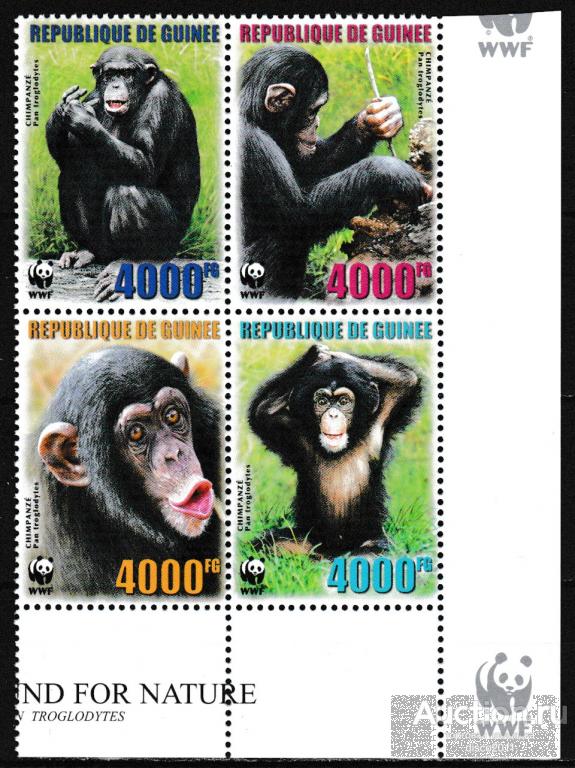 Гвинея 2006 Шимпанзе. Обезьяны. Приматы. Фауна Африки сцепка**
