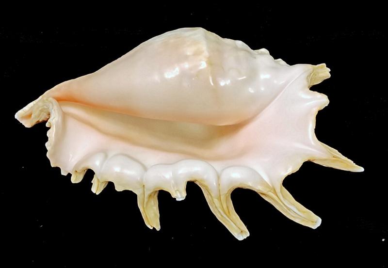 РАКУШКА РАКОВИНА      в коллекцию,  для интерьера, аквариума  и др. ( КХ/8)
