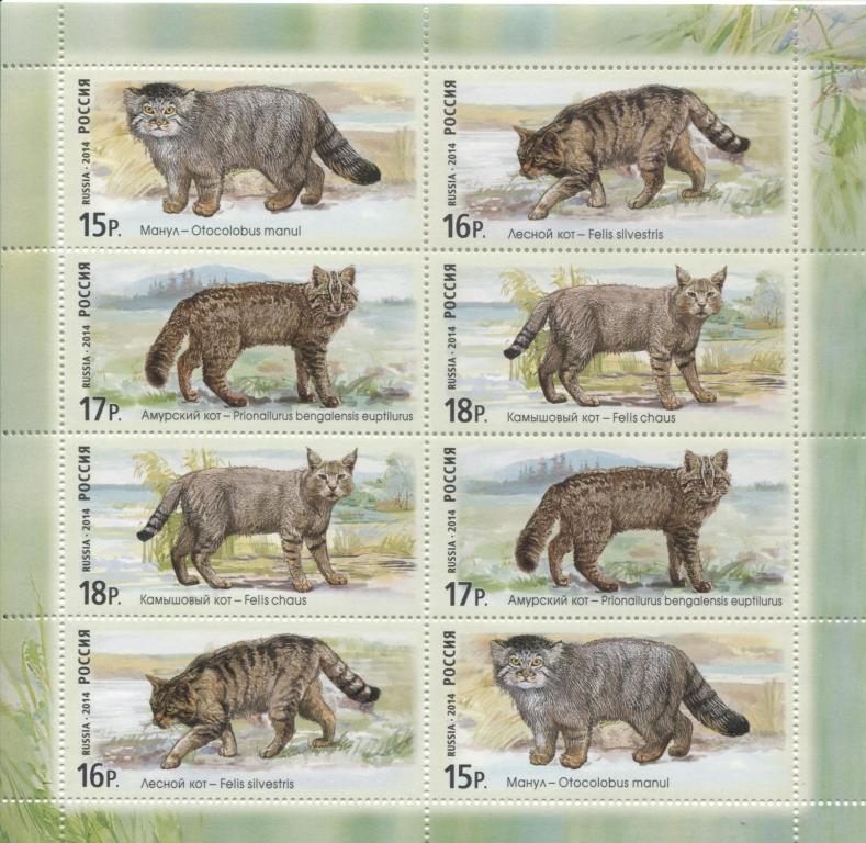 2014 Россия Дикие малые кошки России:Камышовый,Амурский,лесной коты и Манул мл.**