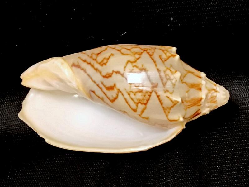 РАКУШКА РАКОВИНА       в коллекцию,  для интерьера, аквариума  и др. ( КХ/32)