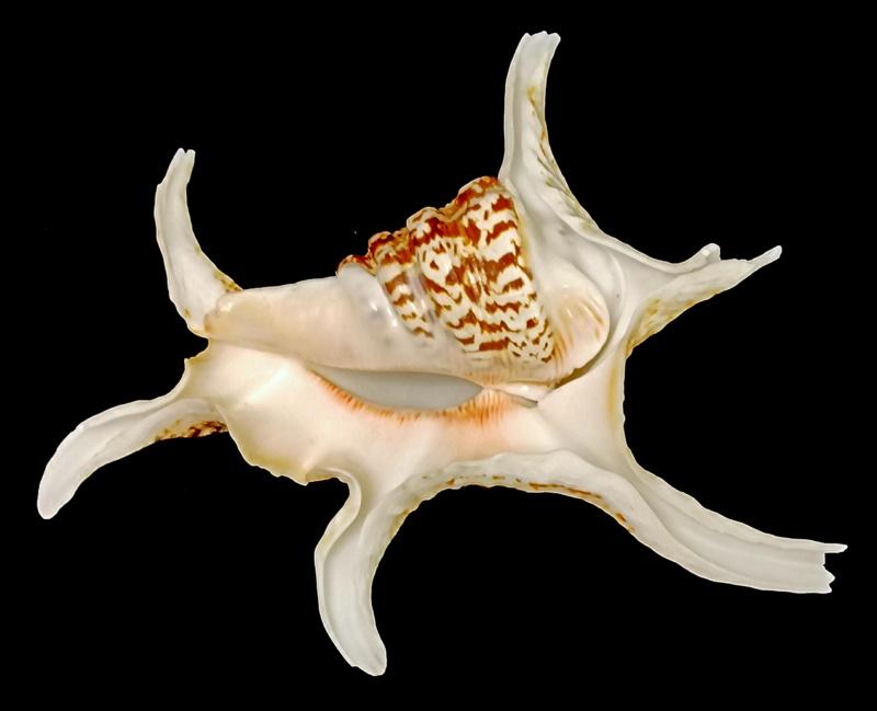 РАКУШКА РАКОВИНА   .   в коллекцию,  для интерьера, аквариума  и др. ( КХ/30)