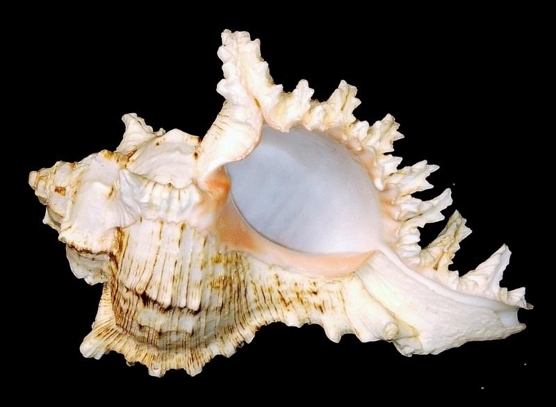 РАКУШКА РАКОВИНА       в коллекцию,  для интерьера, аквариума  и др. ( КХ/38)