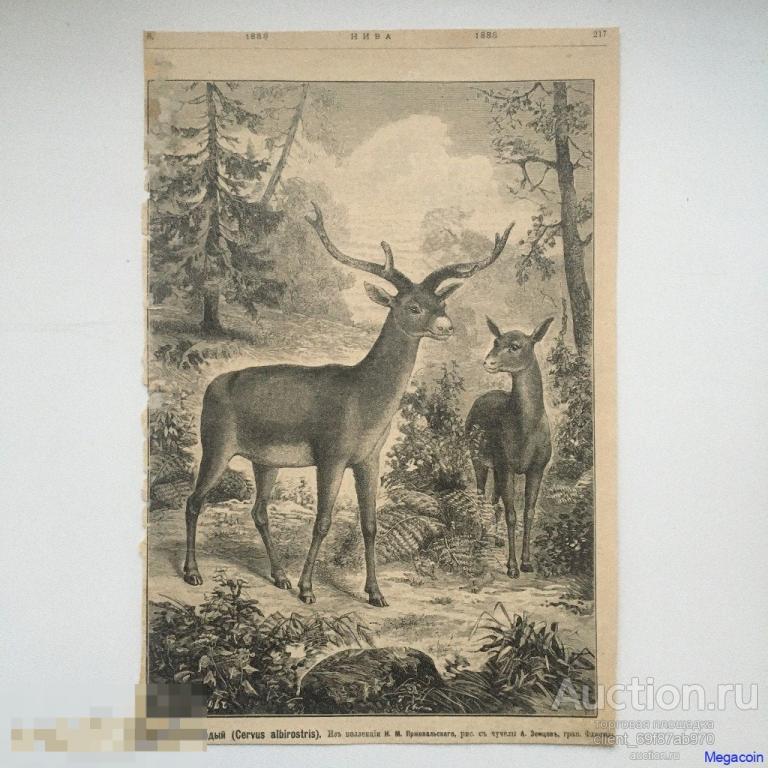 Дореволюционная иллюстрация из журнала Нива, Беломордый олень 1888 (папкаА4-534)