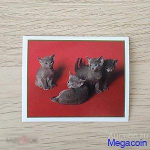 Наклейка для альбома Приключения котят, Precious Kitties, номер 107 1999 (mb-1152)