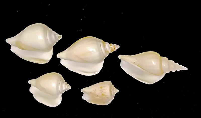 РАКУШКА РАКОВИНА     5 шт.  в коллекцию,  для интерьера, аквариума  и др. ( КХ/70)