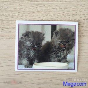 Наклейка для альбома Приключения котят, Precious Kitties, номер 69 1999 (mb-1171)