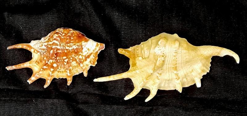 РАКУШКА РАКОВИНА  2 шт.     в коллекцию,  для интерьера, аквариума  и др. ( КХ/73)