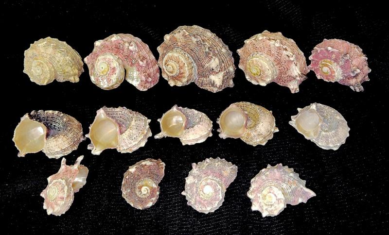 РАКУШКА РАКОВИНА     13 шт.  в коллекцию,  для интерьера, аквариума  и др. ( КХ/82)
