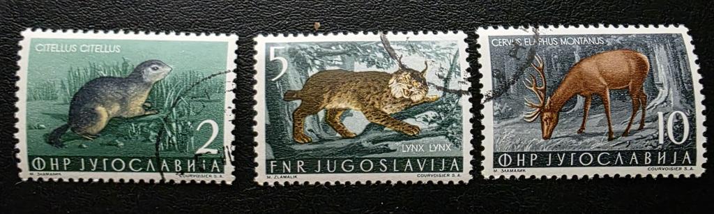 Югославия. Фауна леса. Суслик, рысь, олень. 1954. гаш