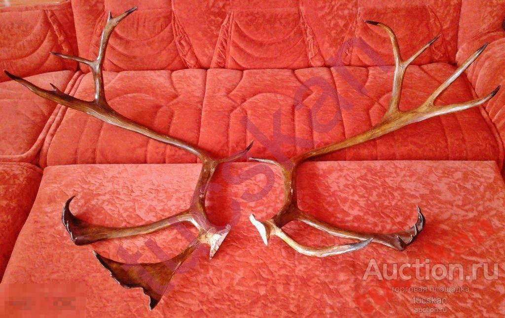 Рога оленя длина каждого около 1 метра