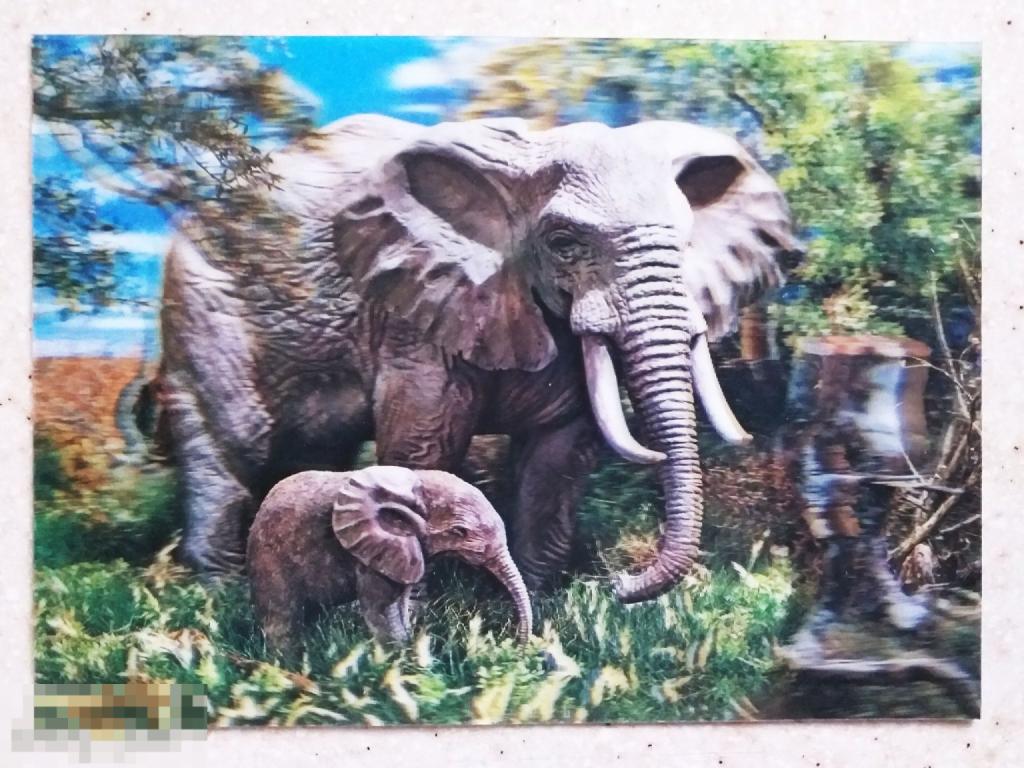 Ал007    Стерео Открытка Слоны Швейцария Редкая Чистая Состояние!