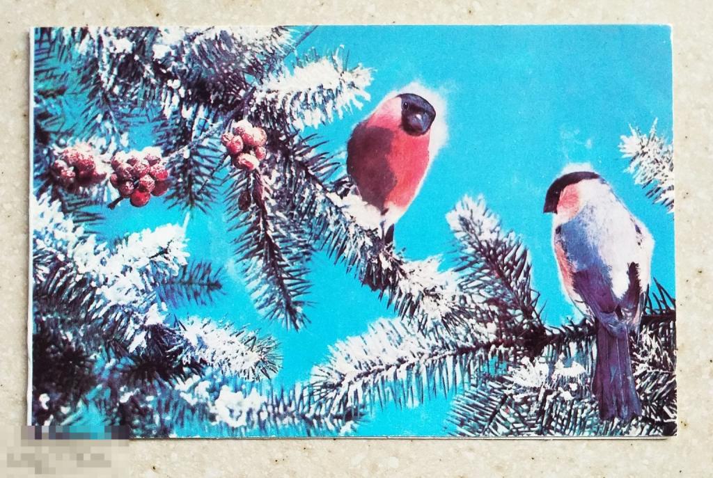 А652  Фото Максимова С Новым годом! 1979 г. снегири ягоды ёлка чистая