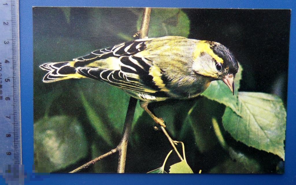 ЧИЖ  1975 --- НАШИ ДРУЗЬЯ ПТИЦЫ -- фауна -- N4 -- чистая люкс!!!