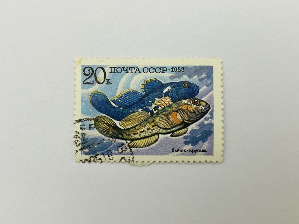 Промысловые рыбы. Бычок-кругляк. Фауна. СССР. 1983. Загорский: 5349. Гашен