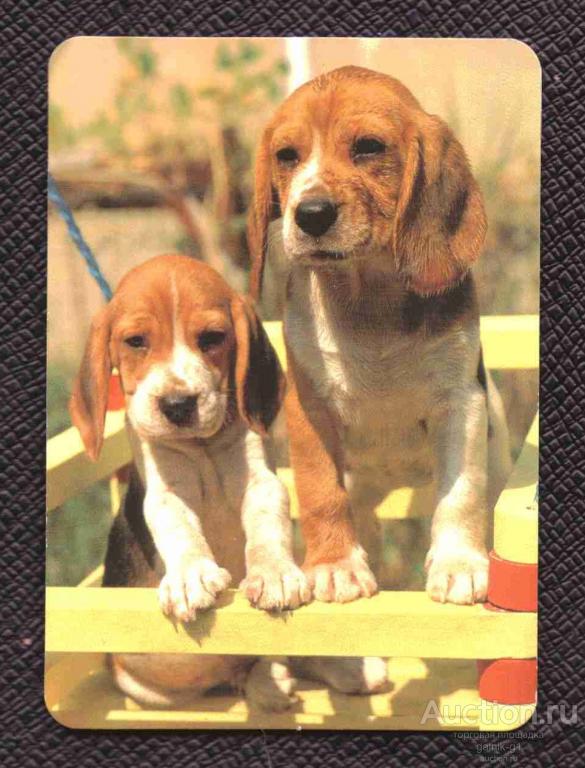 календарик  2004  год     собака    №   8434