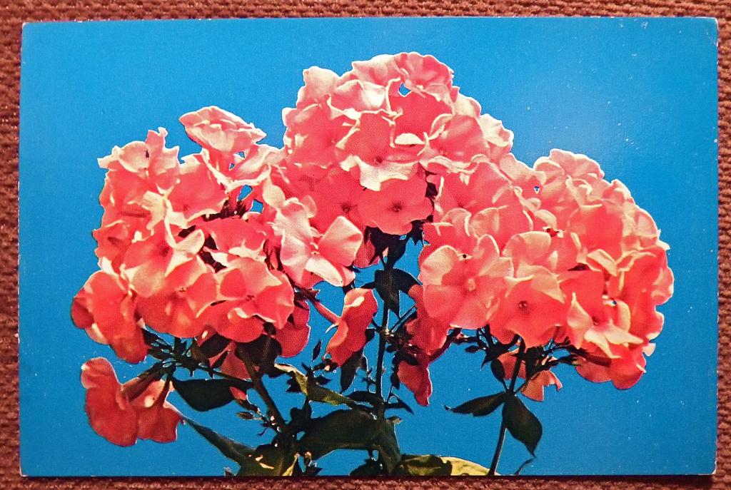 Открытка. Флоксы. Сорт Святогор. Цветы. 1977 год