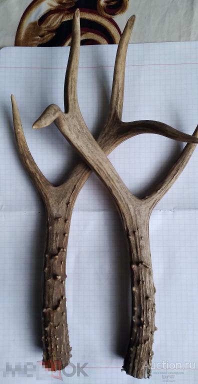 рога, Косули кость , СССР 1970 г.. Отличное состояние