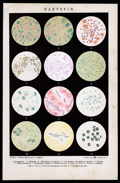 Хромолитография гравюра Бактерии Проказы Тифа Медицина издание СПБ 1897 г...ориг...сост